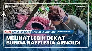 Mengenal dan Melihat Lebih Dekat dengan Tanaman Langka Bunga Rafflesia Arnoldi