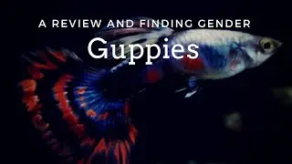 Let's learn something about Guppies...
