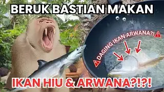 Обезьяна Мона приготовила акулу для обезьяны Бастиана, но всё закончилось ХАОСОМ