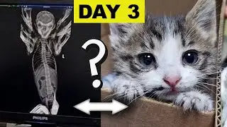 Our Kitten Is An Alien ?? DAY 3