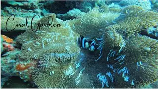 Underwater Cinematic Shortclip at Coral Garden Sambangan Island Karimun Java Indonesia
