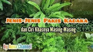 JENIS-JENIS PAKIS KADAKA DAN  CIRI KHASNYA MASING-MASING