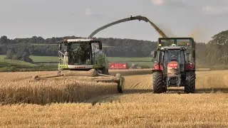 WHOLECROP WINTER WHEAT 24 Claas 970 & Several tractors & trailors carting 28/07/2024