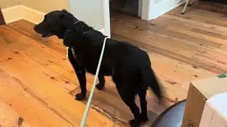 Shadow Can't Wait to See Maw Maw