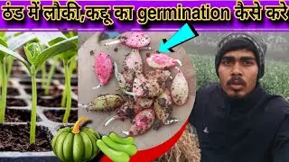 ठंड में लौकी कद्दू का बीज अंकुरण कैसे करें | How to germinate seeds in cold weather | 
