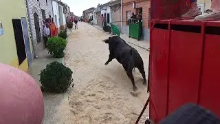 Tarazona de Guareña (SA)2022 Toro de San Isidro (CAÑERO)