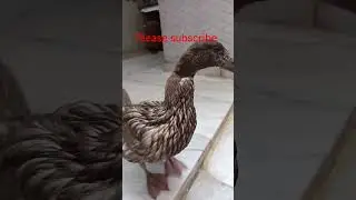 #birds ducks #animal duck
