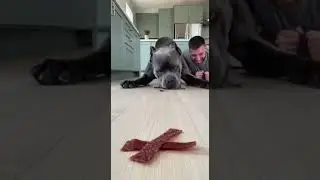 I Challenged My Dog to a Food Race&hellip; BIG Mistake! 🤣 #dogs  #food  #challenge