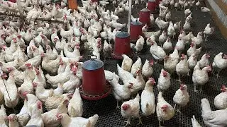 Yumurtlayan Tinted Tavuklarımız Satılık !