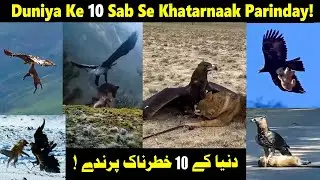 Top 10 Most Dangerous Birds &ndash; 10 सबसे खतरनाक पक्षी! #dangerousbirds #wildfacts #nature #facts