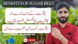 Sugar beet harvest|How to Grow Sugar Beet|Production Technology & Health Benefits|beet cultivation