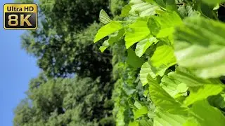Walk around the Magnificent Peterhof, Day One, St.Petersburg 10.08.21, 8K video quality, pt7