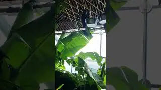 Megachiroptera | fruit bat | flying fox