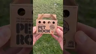 Are Pet Rocks A Scam?