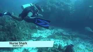 Nurse Shark at Shark's Reef