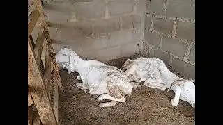 How we start (sheep): 2020 breeding trials video 3 - cute lamb result, Kano Nigeria