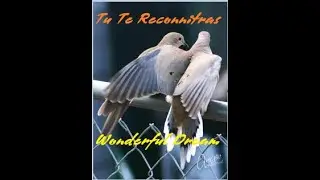 Tu Te Reconnaîtras  - Wonderful Dream -  Xin Tự Hiểu Mình -  Dòng sông tình ái