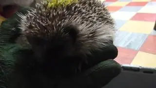 tick removed from baby Hedgehogs Cambridge UK 913p