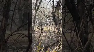 If only it had a beard!! But still great footage #turkeyhunt #turkey #iowa #dontgiveup  #longbeard