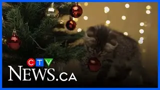 Top gifts for pets this holiday season