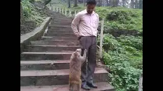 Jakhu Temple Shimla Monkey searching pockets for eatables