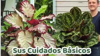 COMO CUIDAR TUS CALATHEAS, SIN IMORTAR SU VARIEDAD, CUIDADOS B&Aacute;SICOS, MANT&Eacute;NLAS SALUDABLES