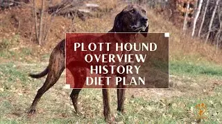 Plott Hound: Dog Breed Characteristics | History | Diet Plan