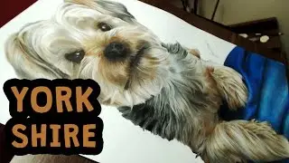 Desenhando um Yorkshire