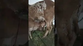 Desai Stud Farm - Malsund - Gujarat - Morning WhatsApp status video - Gir cow #Shorts