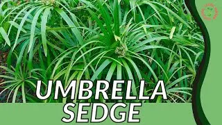 UMBRELLA SEDGE Information and Growing Tips! (Cyperus alternifolius)