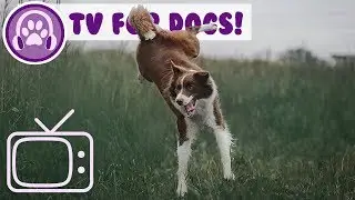 TV FOR DOGS! Entertain and Relax Your Dog with TV and Music! NEW!