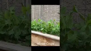 Winter Crops DIY | Fresh Food for Free (If Critters Don&rsquo;t Get It First!)