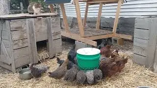 Young Chickens and the Cat