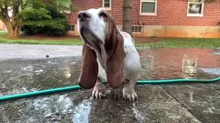 Murphy's Epic Slow-Mo Shake: Basset Hound Bath Time