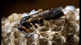 Paper wasp on my kitchen table