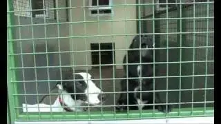 PAWS - Peoples Animal Welfare Society - Profile video