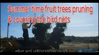 Summer fruit tree prune for covering bird net,,,,