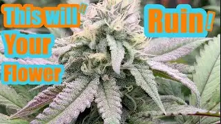 Don&rsquo;t let this ruin your flower when!! GRROWING WEED INDOORS