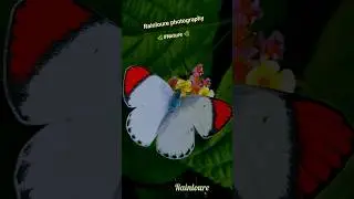 Nature photography | Butterflies 🦋 and Flowers #natureshorts #shorts #youtubeshorts #naturelovers