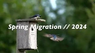 Birding During Spring Migration in Ontario Canada