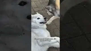 Akim Loses Again&hellip; On Purpose?  🎭 | Husky Drama at Its Finest #huskydrama