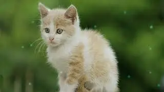 📖 Page Turner | Soft Piano & Bookish Cats | Study Sanctuary