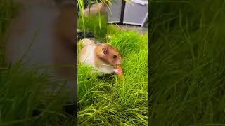 Do hamsters eat carrots? 🥕