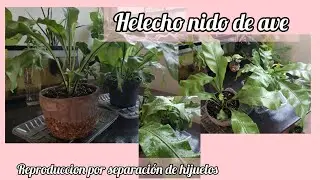 HELECHO NIDO DE AVE, REPRODUCCIÓN POR HIJUELOS, SE MORIRAN? || Coral S ✨