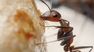 Ant sugar feeding activity.