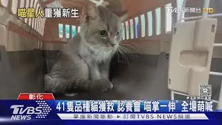 41隻品種貓獲救 認養會「喵掌一伸」 全場萌喊｜TVBS新聞 @TVBSNEWS02