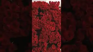 #redrose #rose #roselovers #viralvideo #shortvideo #beutifulplace #bangladesh #roseday