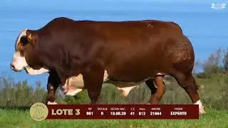 Lote 3 Rp901