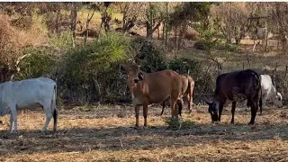 Fuimos a buscar mara&ntilde;ones y las vacas nos miraban raro 😬.