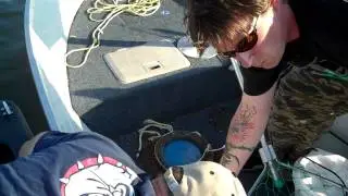 Tiger Muskie Caught & Released - Cisco Chain in Wisconsin